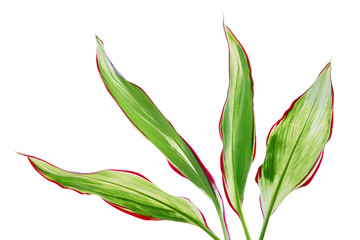 Green Leaves of Ti Plant Isolated on White Background