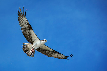 Osprey Flight - Fish