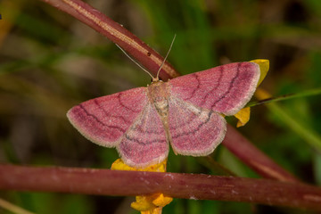 18.05.2019 DE, RLP, Mosel, Leiwen Violettroter Kleinspanner Scopula rubiginata (HUFNAGEL, 1767)