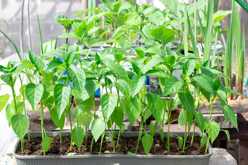 Seedlings of bell pepper, close-up of young foliage of pepper, fresh spring background.