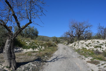 road through almond and olive orchards, near Gorga, Alicante Province, Spain