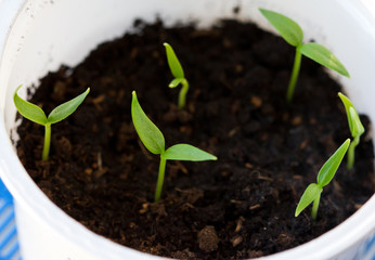 pepper seedlings, shoots of vegetable seeds.