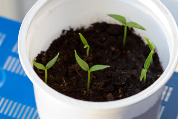 pepper seedlings, shoots of vegetable seeds.