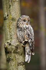 Ural owl, strix uralensis, sitting on a tree in forest with copy space above head. Wild nocturnal bird of prey with grey feather resting on a branch in autumn.