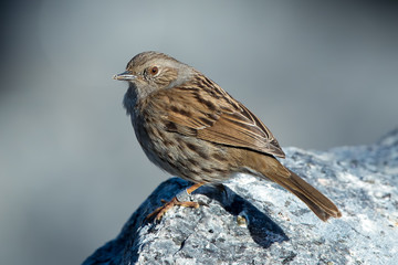 Dunnock