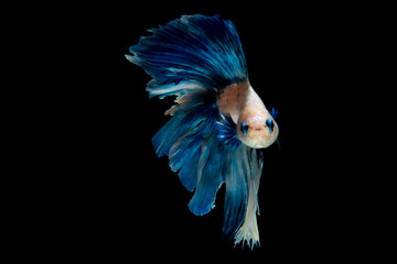 siamesebetta fish , blue betta on the black screen
