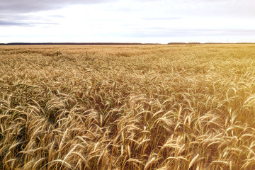 Fields of wheat at the end of summer fully ripe.