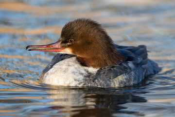 Gooseander Female Swimming