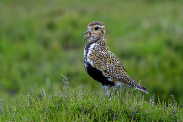 Golden Plover in Heather