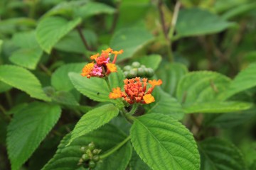 diferentes flores registradas no parque penhasco dois irmãos no leblon, rio de janeiro