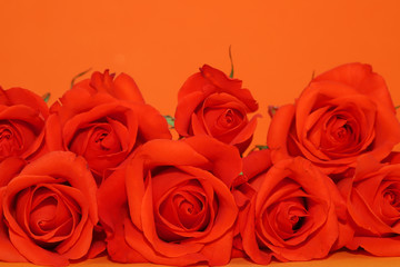 Roses on orange background with copy space.