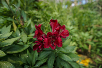 Alstroemeria (Lily of the Incas) in the garden