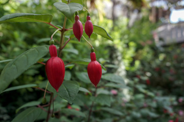 Fuchsia flowers in the garden