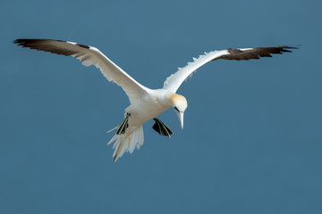 Fototapeta premium Gannet Aduly Flying