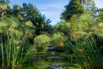 papyrus in a botanic garden by a pond