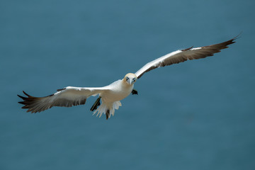 Gannet Aduly Flying