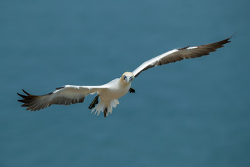 Gannet Aduly Flying