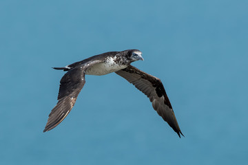 Gannet Juvenile Flying