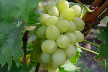 bunch of green grapes