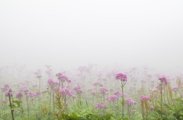 Spring purple flowers on the mountain in mist