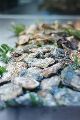 A platter of oysters in selective focus