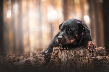 Obraz premium Rottweiler dog portrait