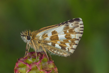 26.05.2019 DE, NRW, BÃ¼rvenicher Berg MehrbrÃ¼tiger WÃ¼rfel-Dickkopffalter, ZweibrÃ¼tiger WÃ¼rfel-Dickkopffalter Pyrgus armoricanus (OBERTHÃœR, 1910)