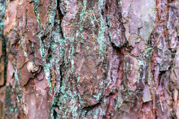 bark of a tree