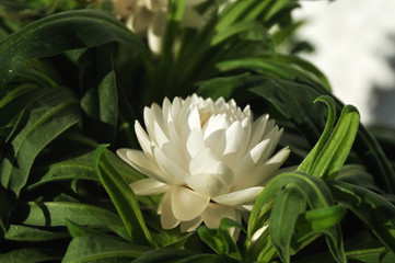 close-up of a white blossom of a chrysanth
