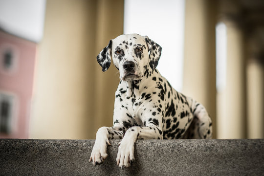 Portrait of a beautiful Dalmatian dog