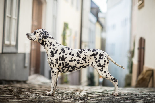 Portrait of a beautiful Dalmatian dog