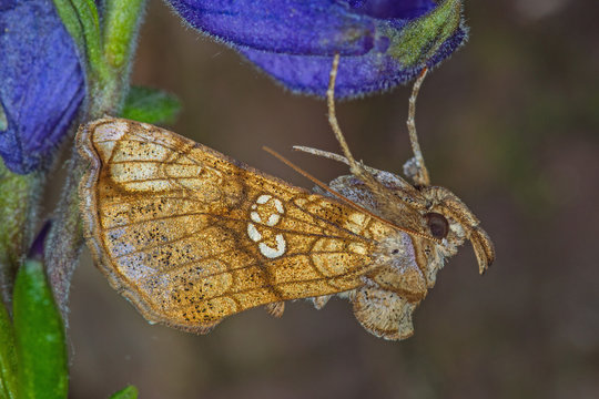 28.05.2019 DE, NRW, Haan Eisenhut-Goldeule Polychrysia moneta (FABRICIUS, 1787)