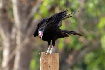 Ein freigestellter Gelbkopfgeier kurz vor dem Abflug in der Seitenansicht
