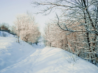 winter landscape of forest and nature