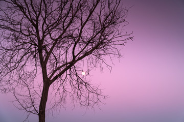 A deciduous Robinia tree with an almost full moon and the pink sky of a winter sunset