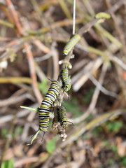 Serveral caterpillars of monarch butterfly Danaus plexippus on a milkweed plant