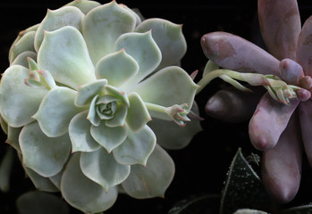Fototapeta na wymiar Polar opposite succulents, echeveria, pale blue green and cocoa covered holding hands. 