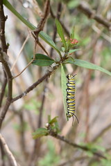 Caterpillars of monarch butterfly Danaus plexippus on a milkweed plant