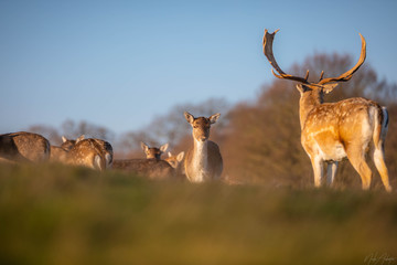 deer