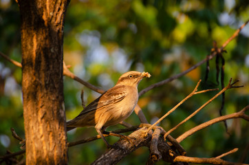 Fototapeta premium passáro
