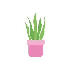 potted sansevieria plants flat icon