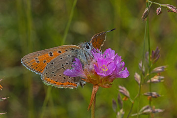07.06.2019 DE, NRW, Stolberg, Schlangenberg Lilagold-Feuerfalter Lycaena hippothoe (LINNAEUS, [1760])