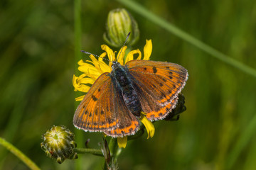 07.06.2019 DE, NRW, Stolberg, Schlangenberg Lilagold-Feuerfalter Lycaena hippothoe (LINNAEUS, [1760])