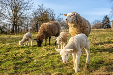 Obraz na płótnie Canvas Sheep, Ewes with Lambs on the Pasture