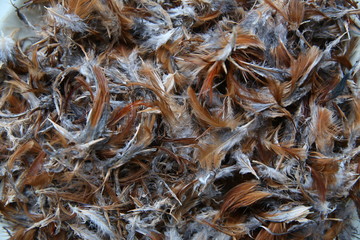 Huge collection of brown chicken feathers. Plumage carpet background or texture. close-up chicken feather texture for background .