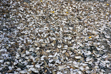 Discarded oyster shells and lemons on the ground in Cancale, Brittany, France