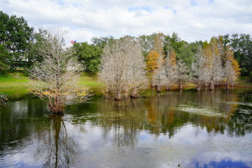Metasequoia glyptostroboides tree grown in water	