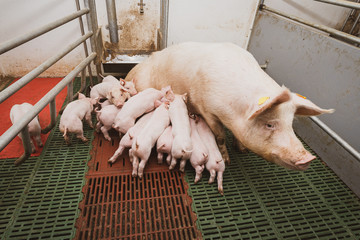 Säugene Ferkel in einer großen Abferkelbucht