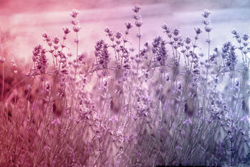 Creatve toned laveder field. Beautiful detail of scented lavender flowers field