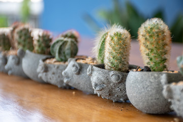 small cactus in mini pot